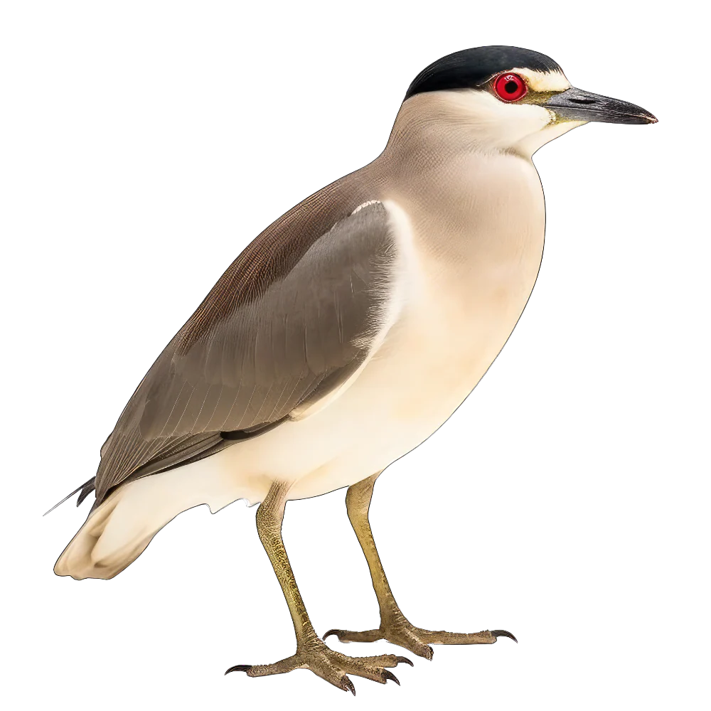 Tuotekuva 1