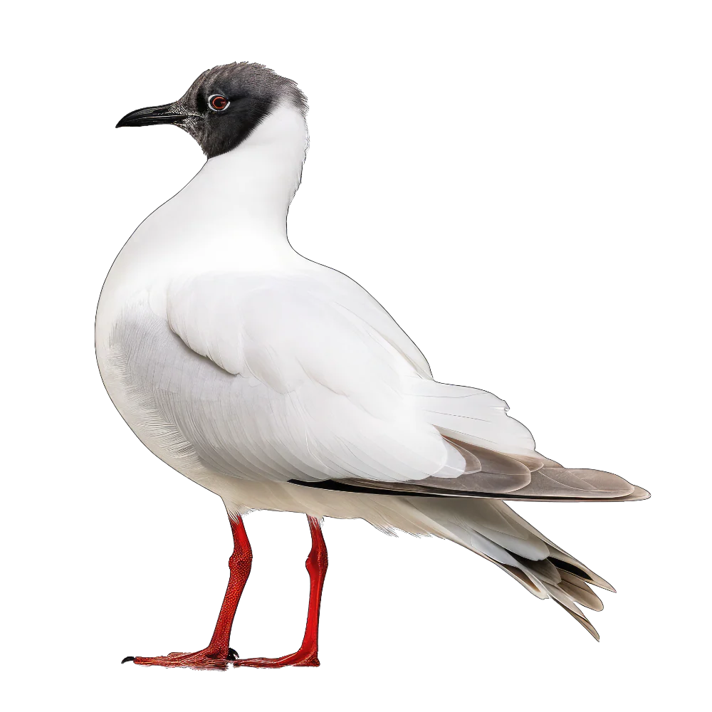 Tuotekuva 1