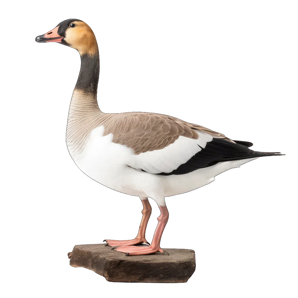 Tuotekuva 1