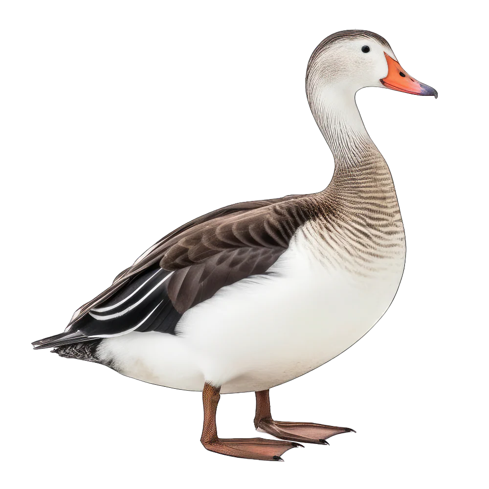 Tuotekuva 1