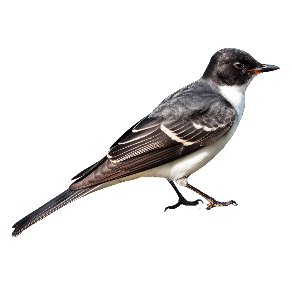 Tuotekuva 1
