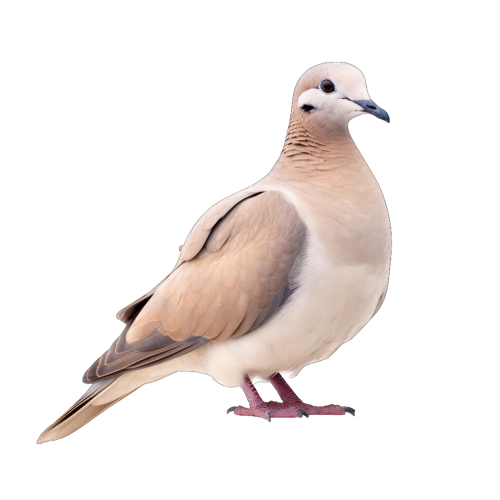 Tuotekuva 1