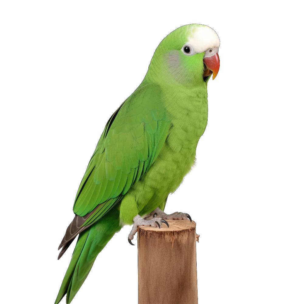 Tuotekuva 1