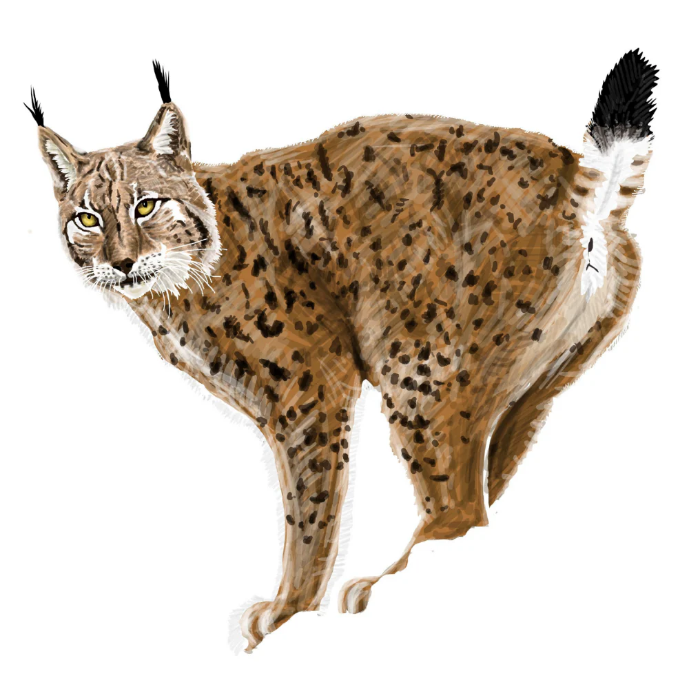 Tuotekuva 1