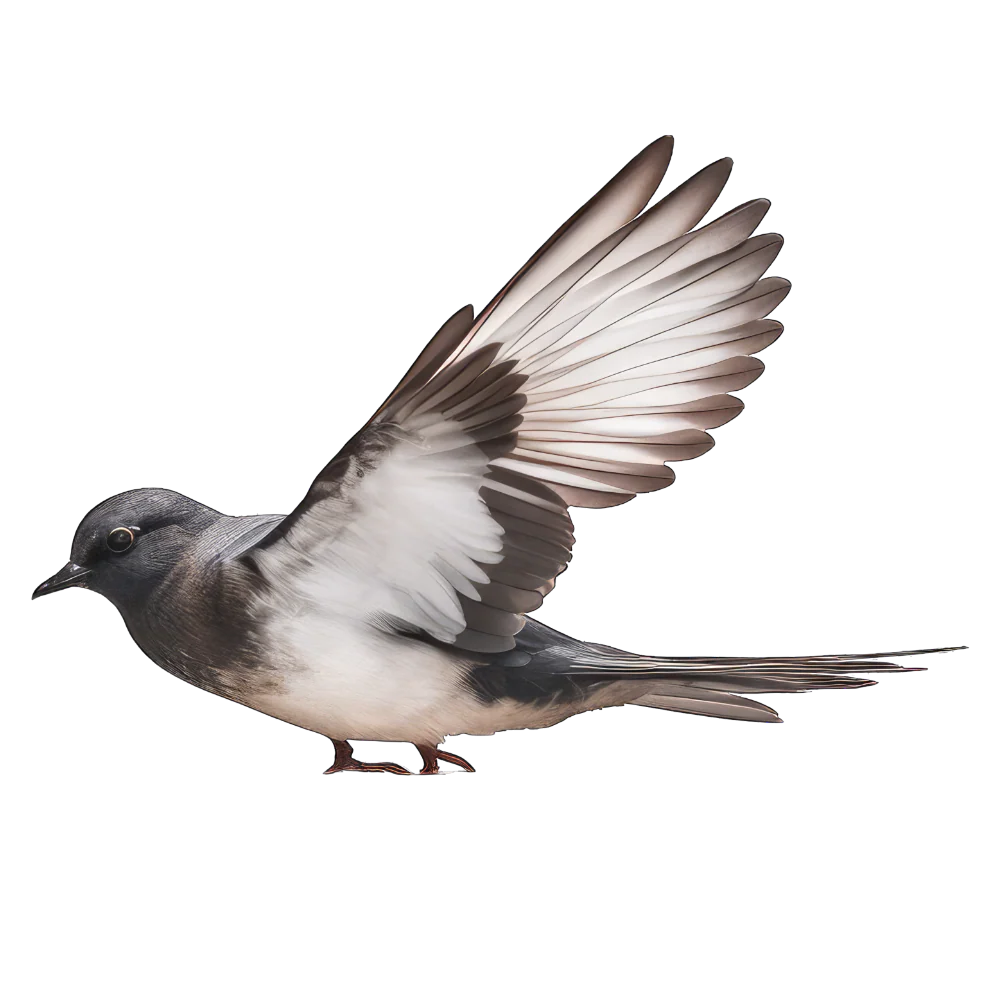 Tuotekuva 1