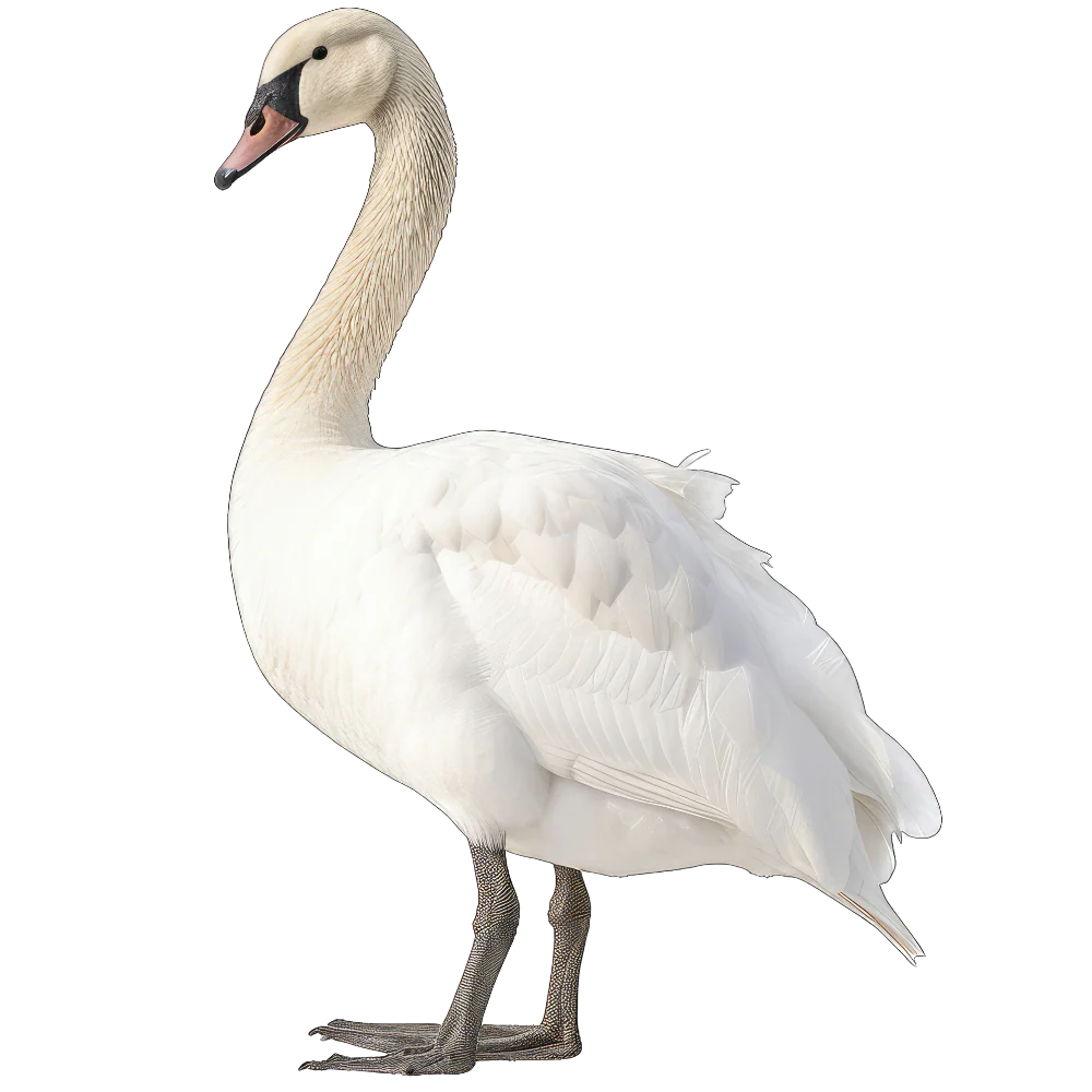 Tuotekuva 1