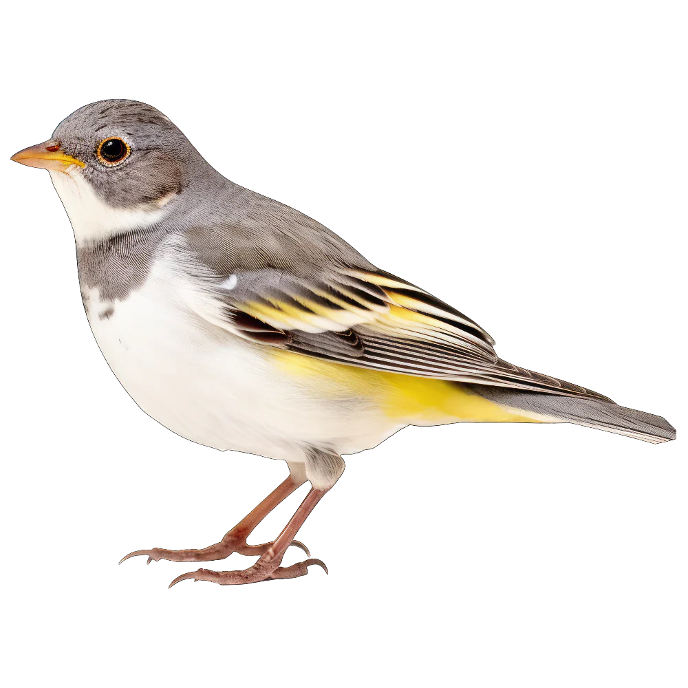 Tuotekuva 1
